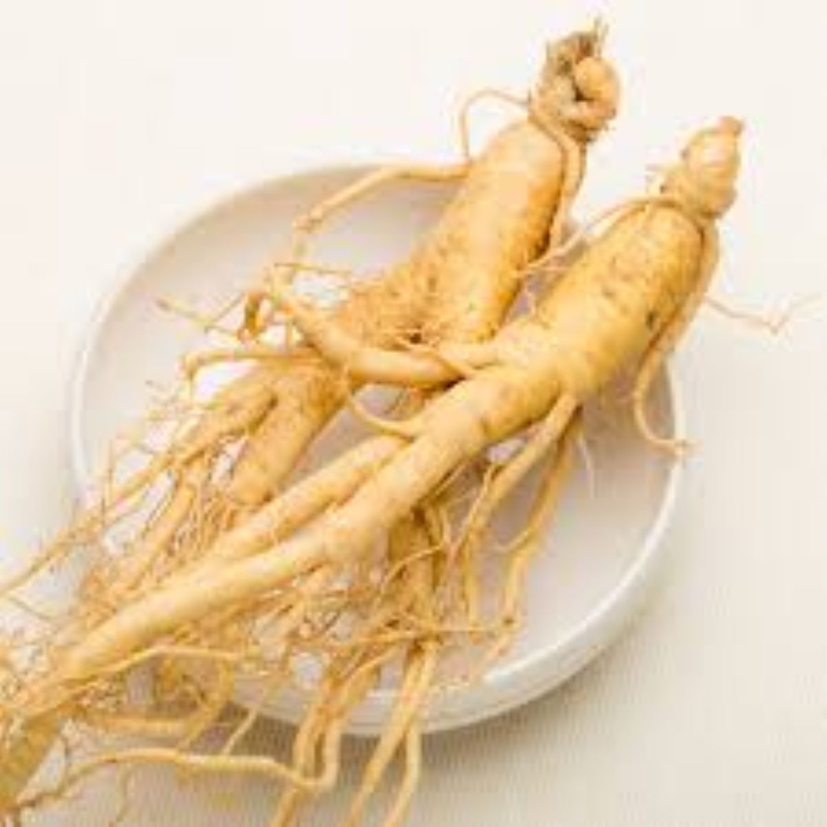 Racines de Moringa
